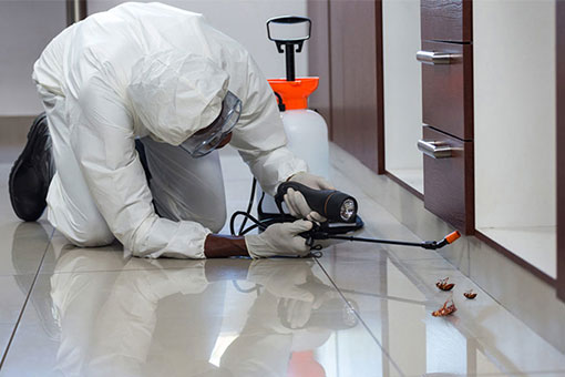 pest control services in oman blue mountain valley