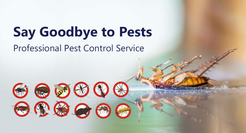 professional pest control service in oman blue mountain vaslley
